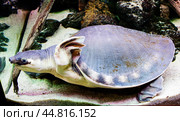 Водяная Двухкоготная черепаха. Pig- nosed turtle (лат Carettochelys insculpta) Стоковое фото, фотограф Галина Савина / Фотобанк Лори