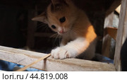 Small white kitten with a black spot on its head. A yard kitten plays with a stick, sitting in a wooden box with a rag. Countryside pets. Animal behavior, play and hunting. Funny game with a cat. Стоковое фото, фотограф Юлия Петровская / Фотобанк Лори