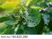 Ants and Aphids. Insect pests. Little black aphid Colony on a green leaf. Lice pest infestation. Aphids on the stem and leaves of a plant. Hemiptera, Caterpillar eating leaf. Garden Parasite Macro. Стоковое AI-изображение, AI-художник Марина Демидюк / Фотобанк Лори
