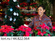 Portrait of woman chooses Poinsettias pulcherrima in flower shop. Стоковое фото, фотограф Яков Филимонов / Фотобанк Лори