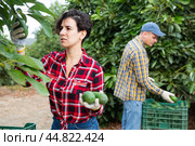 Smiling farmers picking avocados in fruit farm. Стоковое фото, фотограф Яков Филимонов / Фотобанк Лори