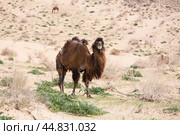 View of camels in the Kyzylkum desert (2022 год). Стоковое фото, фотограф Юлия Белоусова / Фотобанк Лори