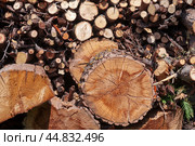 Дрова из абрикоса разного размера. Стоковое фото, фотограф Евгения Золкина / Фотобанк Лори