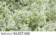 Variegated foliage of euonymus fortunei gracilis plant growing in the garden as a background. Стоковое фото, фотограф Mikhail Davidovich / Фотобанк Лори