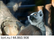 Кошачий Лемур смотрит вверх и вправо. Стоковое фото, фотограф MК / Фотобанк Лори