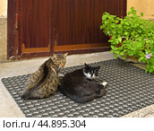 Two cats on rug near door in courtyard of St. Petersburg, Russia. Стоковое фото, фотограф Валерия Попова / Фотобанк Лори