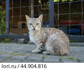 Alone homeless tabby cat sitting on the city street. Стоковое фото, фотограф YuryKara / Фотобанк Лори