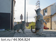 Two homeless cats beg for food on the city street. Стоковое фото, фотограф YuryKara / Фотобанк Лори