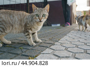 Homeless tabby cat standing on the city street. Стоковое фото, фотограф YuryKara / Фотобанк Лори