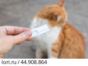 The owner of the animal put drops from fleas on the withers of his ginger cat. Prevention and treatment of parasites in animals. Стоковое фото, фотограф Коханова Наталья / Фотобанк Лори