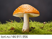Mushroom Amanita closeup. Стоковое AI-изображение, AI-художник Veniamin Kraskov / Фотобанк Лори