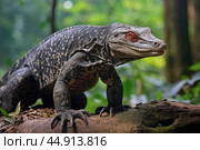 Giant Indonesian varanus (Varanus komodoensis) in the wild. Стоковое AI-изображение, AI-художник Veniamin Kraskov / Фотобанк Лори