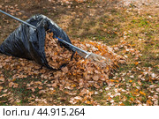 A bunch of autumn leaves and a woman is doing a general cleaning in the garden. In autumn, people clean the lawn of dry leaves. Gardening. Garden cleaning. Стоковое фото, фотограф Photojuli / Фотобанк Лори