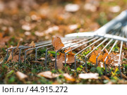 A bunch of autumn leaves and a woman is doing a general cleaning in the garden. In autumn, people clean the lawn of dry leaves. Gardening. Garden cleaning. Стоковое фото, фотограф Photojuli / Фотобанк Лори