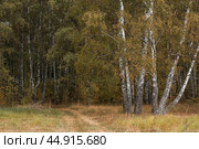Beautiful autumn landscape. Russian nature and culture. Background of birch trees, wood texture. Birch with falling leaves in late autumn. Стоковое фото, фотограф Photojuli / Фотобанк Лори