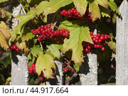 Ripe berries of red viburnum (Viburnum opulus) in a summer garden. Стоковое фото, фотограф Александр Курлович / Фотобанк Лори