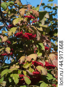 Ripe berries of red viburnum (Viburnum opulus) in a summer garden. Стоковое фото, фотограф Александр Курлович / Фотобанк Лори
