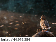 Ducks on the Trubezh river in Pereslavl-Zalessky early in the morning at dawn. Стоковое фото, фотограф Photojuli / Фотобанк Лори
