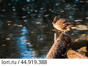 Ducks on the Trubezh river in Pereslavl-Zalessky early in the morning at dawn. Стоковое фото, фотограф Photojuli / Фотобанк Лори