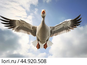 A goose in flight. Стоковое AI-изображение, AI-художник Veniamin Kraskov / Фотобанк Лори