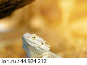 Large head of a lizard of the genus Agama on a bright yellow background. Стоковое фото, фотограф Татьяна Степанищева / Фотобанк Лори