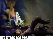 A Yemeni chameleon that sheds and sheds its old skin. Стоковое фото, фотограф Татьяна Степанищева / Фотобанк Лори