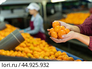 Uniformed worker holding ripe fresh sorted tangerines in their palms on producing grading line. Стоковое фото, фотограф Яков Филимонов / Фотобанк Лори