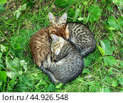 Три котёнка спят на траве. Three kittens are sleeping on the grass. Стоковое фото, фотограф Евгений Романов / Фотобанк Лори