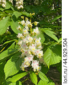 Цветок каштана (Castanea) Стоковое фото, фотограф Мария Кылосова / Фотобанк Лори