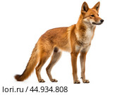 Asiatic wild dog Dhole on white background. Стоковое AI-изображение, AI-художник Veniamin Kraskov / Фотобанк Лори