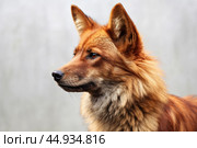 Asiatic wild dog Dhole on white background. Стоковое AI-изображение, AI-художник Veniamin Kraskov / Фотобанк Лори