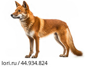 Asiatic wild dog Dhole on white background. Стоковое AI-изображение, AI-художник Veniamin Kraskov / Фотобанк Лори