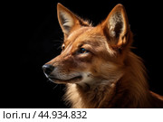 Asiatic wild dog Dhole on black background. Стоковое AI-изображение, AI-художник Veniamin Kraskov / Фотобанк Лори