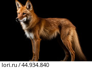 Asiatic wild dog Dhole on black background. Стоковое AI-изображение, AI-художник Veniamin Kraskov / Фотобанк Лори