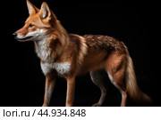 Asiatic wild dog Dhole on black background. Стоковое AI-изображение, AI-художник Veniamin Kraskov / Фотобанк Лори