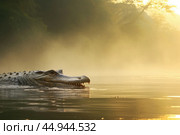A gharial, a long-snouted crocodile with a narrow muzzle, swims on a quiet river. Стоковое AI-изображение, AI-художник Veniamin Kraskov / Фотобанк Лори