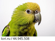 Kakapo parrot on white background. Стоковое AI-изображение, AI-художник Veniamin Kraskov / Фотобанк Лори