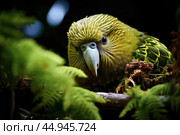 Kakapo parrot revels in its natural habitat surrounded by lush greenery. Стоковое AI-изображение, AI-художник Veniamin Kraskov / Фотобанк Лори