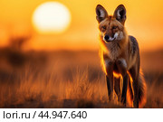 A majestic Maned Wolf stands tall in the golden glow of the South American savannah. Стоковое AI-изображение, AI-художник Veniamin Kraskov / Фотобанк Лори