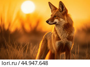 A majestic Maned Wolf stands tall in the golden glow of the South American savannah. Стоковое AI-изображение, AI-художник Veniamin Kraskov / Фотобанк Лори