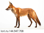 Maned Wolf on white background. Стоковое AI-изображение, AI-художник Veniamin Kraskov / Фотобанк Лори