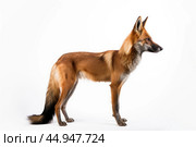 Maned Wolf on white background. Стоковое AI-изображение, AI-художник Veniamin Kraskov / Фотобанк Лори