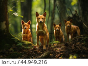 A pack of Dholes, also known as Asiatic wild dogs, in their natural habitat. Стоковое AI-изображение, AI-художник Veniamin Kraskov / Фотобанк Лори