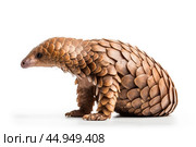 Pangolin on white background. Стоковое AI-изображение, AI-художник Veniamin Kraskov / Фотобанк Лори
