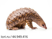 Pangolin on white background. Стоковое AI-изображение, AI-художник Veniamin Kraskov / Фотобанк Лори