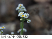 Ромашка полевая. Стоковое фото, фотограф Дмитрий Курленя / Фотобанк Лори