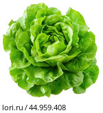 Fresh green butter lettuce head isolated on white background. Стоковое AI-изображение, AI-художник Иван Рябоконь / Фотобанк Лори