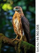 The regal Javan Hawk-Eagle perching majestically on a sturdy branch, in its natural habitat. Стоковое AI-изображение, AI-художник Veniamin Kraskov / Фотобанк Лори