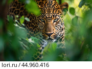 A leopard in stealth mode, moving gracefully through the dense foliage. Стоковое AI-изображение, AI-художник Veniamin Kraskov / Фотобанк Лори