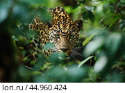 A leopard in stealth mode, moving gracefully through the dense foliage. Стоковое AI-изображение, AI-художник Veniamin Kraskov / Фотобанк Лори